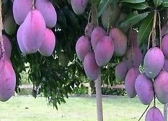 Mango Tree